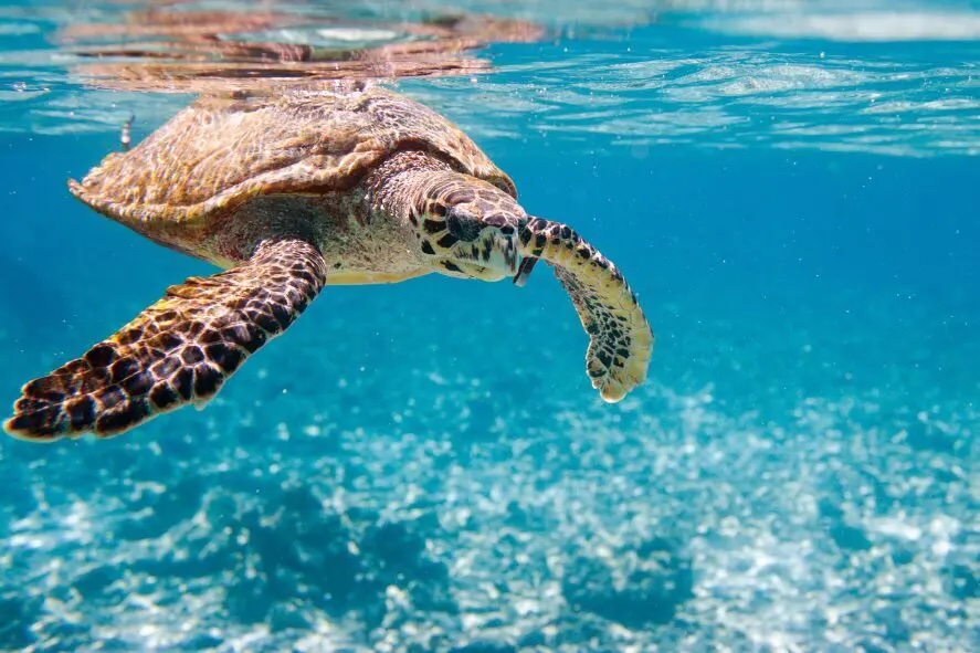 Image of turtle courtesy of Screenworks