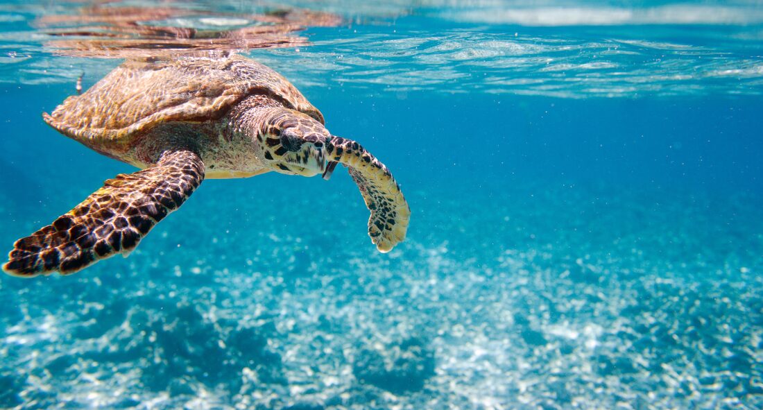 Turtle underwater, courtesy of Screenworks